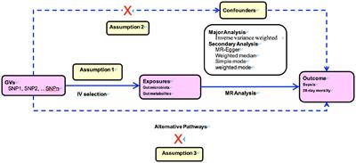 Frontiers | Causal Associations Of Gut Microbiota And Metabolites On ...